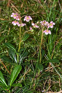 <i>Chimaphila umbellata</i> species of plant