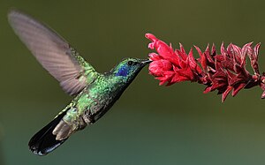 Colibri thalassinus