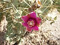 Die Blüte des nebenstehenden Kaktus :Eine Cylindropuntia, vermutlich Cylindropuntia imbricata oder Cylindropuntia spinosior. --Ies 09:24, 20. Aug. 2007 (CEST)