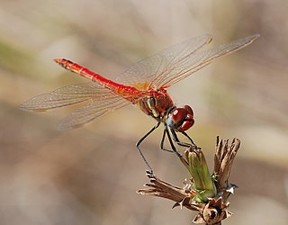 <span class="mw-page-title-main">Red-veined darter</span> Species of dragonfly