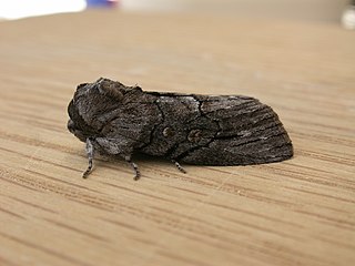 <i>Discophlebia catocalina</i> Species of moth