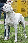 Dogo argentino sylwetka.jpg