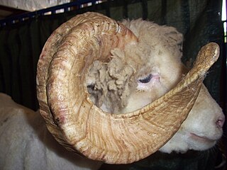 Dorset Horn British breed of sheep