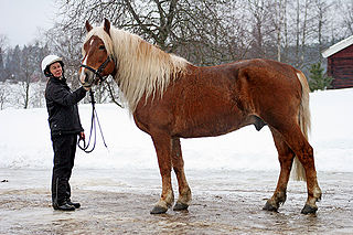 <span class="mw-page-title-main">Flaxen (color variant)</span> Flaxen is a genetic trait that causes a lighter mane and tail than body color of chestnut horses.