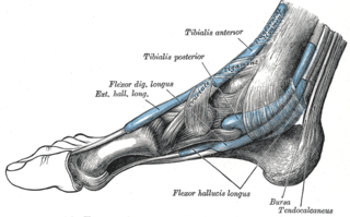 <span class="mw-page-title-main">Tibialis posterior muscle</span> Muscle in the most central of all the leg muscles