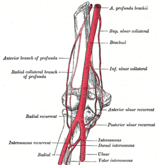 <span class="mw-page-title-main">Brachial artery</span> Large blood vessel on upper limb