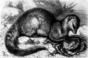 Black and white drawing of mongoose