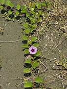 Ipomoea pes-caprae