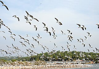 <span class="mw-page-title-main">Vallikkunnu</span> Village in Kerala, India