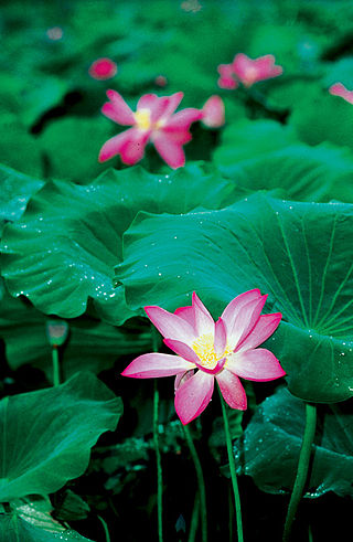 <span class="mw-page-title-main">Flora of Kakadu National Park</span>