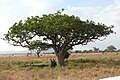 Leberwurstbaum