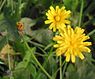 Klein streepzaad (Crepis capillaris)