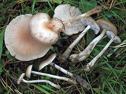 Lõhnav lehtrik Clitocybe fragrans