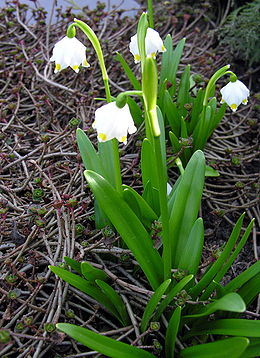 Vienažiedė leukoja (Leucojum vernum)