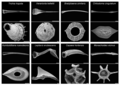 March 21: Images of love darts made by scanning electron microscopy