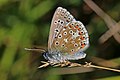 Image 15 Adonis blue Photograph credit: Charles James Sharp The Adonis blue (Polyommatus bellargus) is a butterfly in the family Lycaenidae, found in Europe and parts of West Asia. This photograph, taken in a chalk meadow at Yoesden Bank in Buckinghamshire, England, shows the underside of the folded wings of a male Adonis blue; the upper side is a bright, sky-blue. More selected pictures