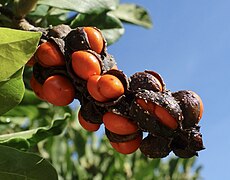 Magnolia stellata fruit.jpg