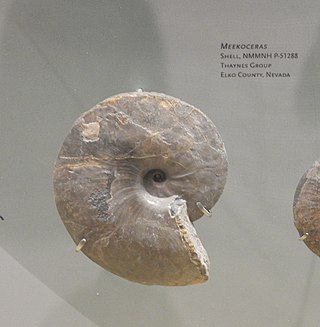 <i>Meekoceras</i> Extinct genus of ceratitid ammonites