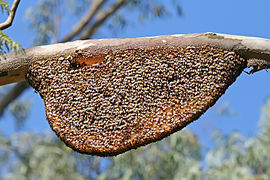 The lower part of the natural comb of Apis dorsata has a number of unoccupied cells