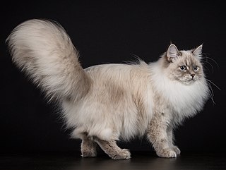 <span class="mw-page-title-main">Neva Masquerade</span> Breed of cat