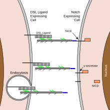 Notch signaling steps Notch signaling.svg