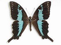 Papilio mangoura