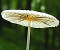 Chapeau d'un champignon évoquant une ombrelle ouverte