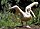 Pelican.great.white.arp.750pix.jpg