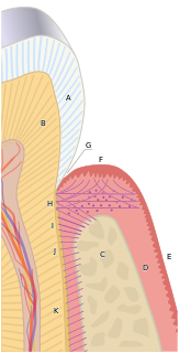 Cementum specialized calcified substance covering the root of a tooth; part of the periodontium that attaches the teeth to the alveolar bone by anchoring the periodontal ligament