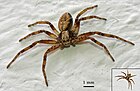 Philodromus sp. (Flachstreckerspinnen-Art) [D]