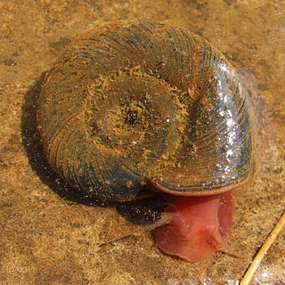 <span class="mw-page-title-main">Planorboidea</span> Superfamily of gastropods