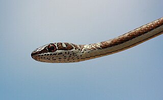 <i>Psammophis</i> Genus of snakes