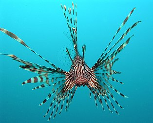 Une rascasse volante (Pterois volitans). (définition réelle 2 880 × 2 305*)