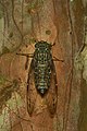 Image 12 Purana tigrina Photograph credit: Jeevan Jose Purana tigrina is a species of cicada found in Southeast Asia. This adult male was photographed in Kadavoor, Kerala, in southern India, and is about one inch (25 mm) in length. The mouthparts are adapted to piercing plant tissues and sucking sap; the male abdomen houses the tymbal, an organ used in the production of song, while the female abdomen is tipped by a large, saw-edged ovipositor. More selected pictures