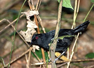 <span class="mw-page-title-main">Fire-eye</span> Genus of birds