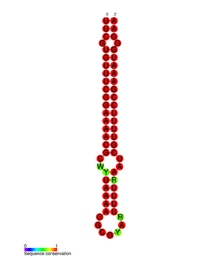 <span class="mw-page-title-main">Drosophila roX RNA</span>