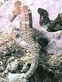 Seahorse found in St. Croix, Virgin Islands