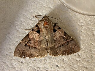 <span class="mw-page-title-main">Cocytiini</span> Tribe of moths