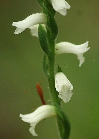 <i>Spiranthes niklasii</i> Species of orchid