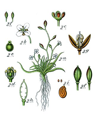 <i>Subularia</i> Genus of herbs