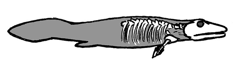 Tiktaalik skeleton.