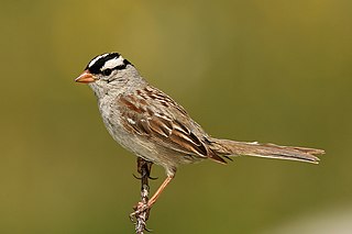 <span class="mw-page-title-main">New World sparrow</span> Family of birds