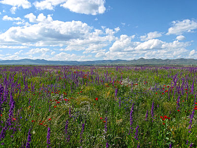 Feather Grass Steppe, protected area, located 3 km to north-west from Amasia © Valen1988