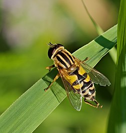 Fêmea da mosca-das-flores (Helophilus trivittatus) em um lago de pesca de Lampertheim, Hesse, Alemanha (definição 2 064 × 2 190)