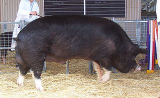 Berkshire pig English breed of pig