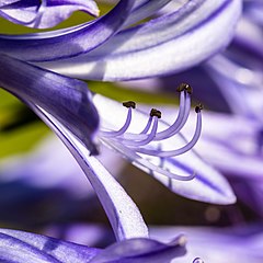 Agapanthus (2021)