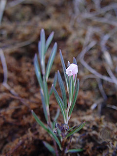 <i>Andromeda polifolia</i> Species of flowering plant