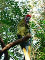 Military Macaw (Ara militaris)