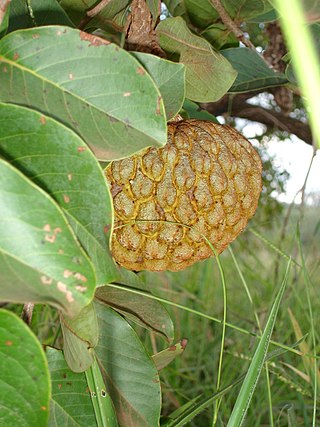 <i>Annona crassiflora</i> Species of fruit and plant