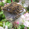 Caterpillars on an apple tree in Victoria, British Columbia, Canada